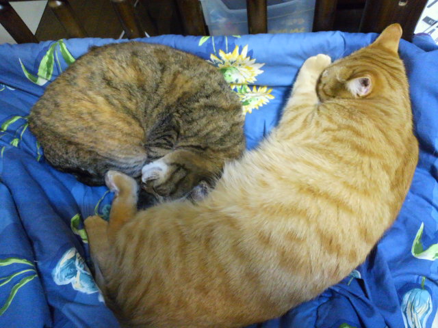 e0099212_20115060.jpg