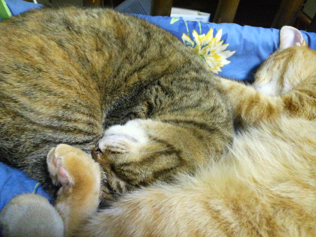 e0099212_20132155.jpg