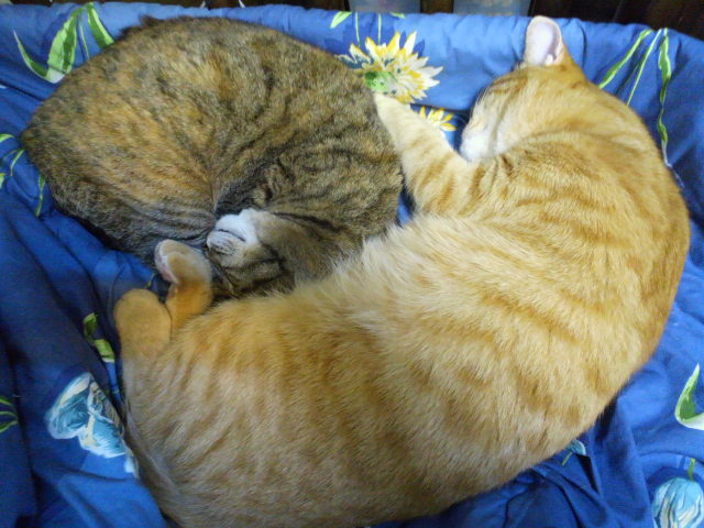 e0099212_2013523.jpg