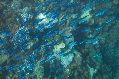 f0190653_14155970.jpg