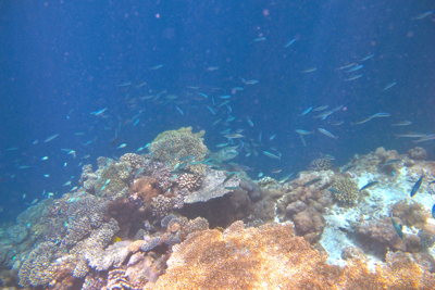 f0190653_1417320.jpg