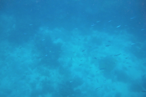 f0190653_1472070.jpg