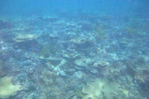 f0190653_1472392.jpg