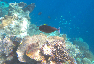f0190653_1474524.jpg