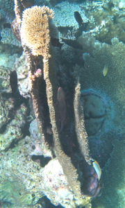 f0190653_1491051.jpg