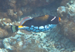 f0190653_17342937.jpg