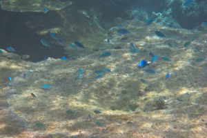 f0190653_17343599.jpg