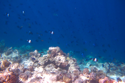 f0190653_21455123.jpg