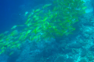f0190653_21472717.jpg