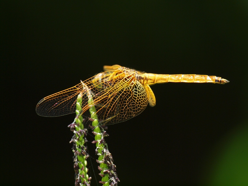 d0059213_919644.jpg