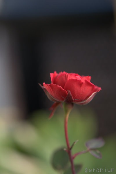 c0133533_2392277.jpg