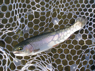 f0065341_1756495.jpg