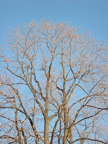 a0001354_21571482.gif