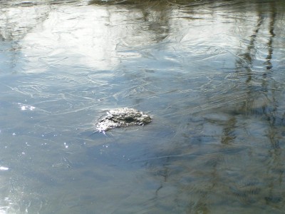 c0112172_323512.jpg