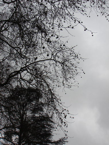 a0247585_539438.jpg