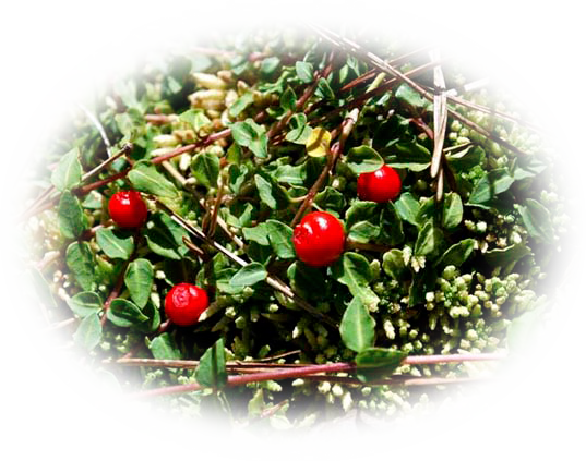 d0029829_1958414.png