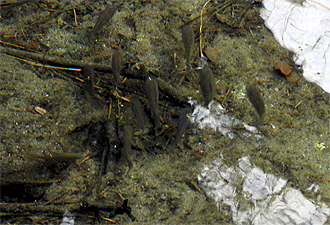 e0066586_911122.jpg