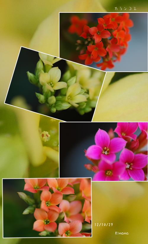c0051105_15213418.png