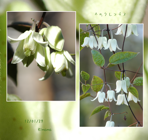 c0051105_1526353.png