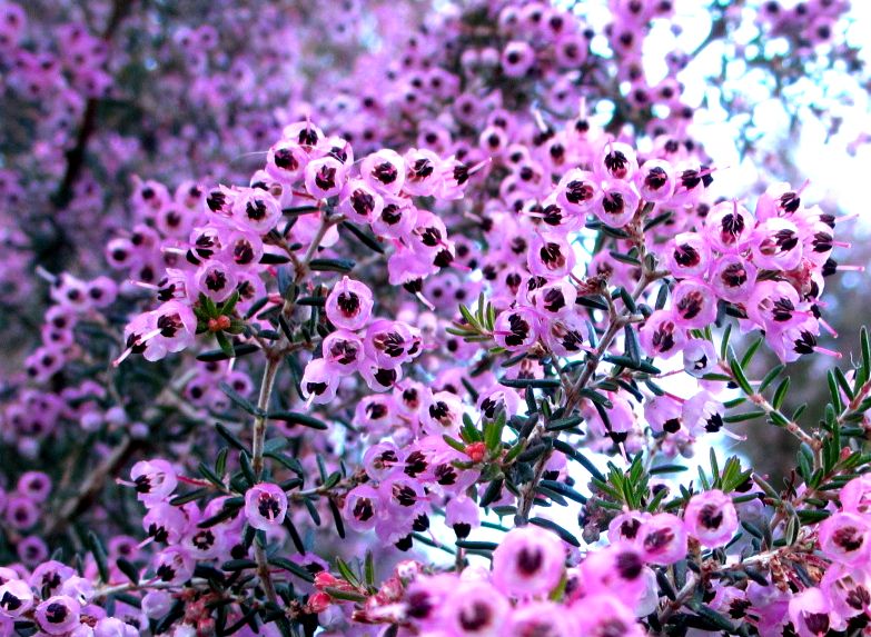 e0149934_17243298.jpg
