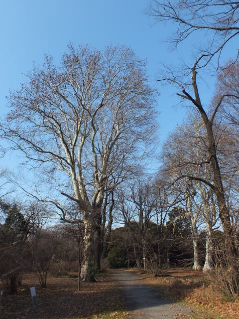 e0145782_18492758.jpg