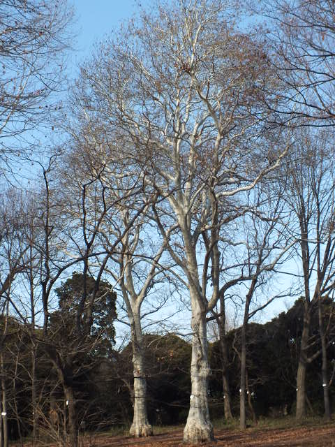 e0145782_18531283.jpg