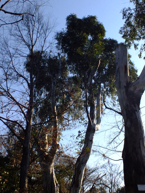 e0145782_1913546.jpg