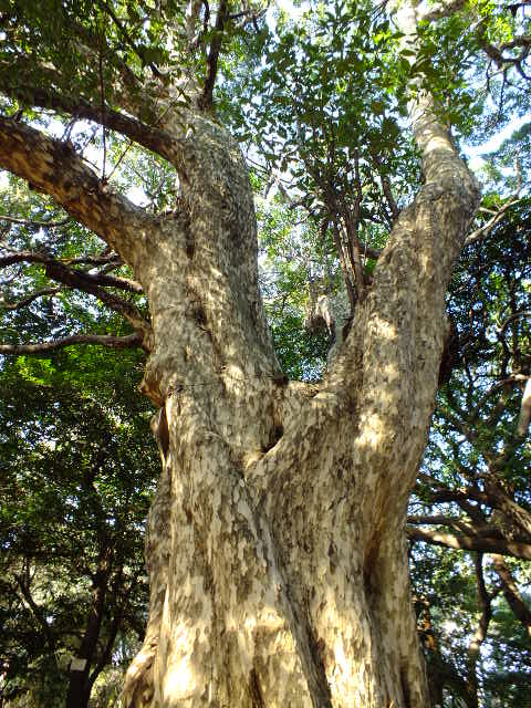e0145782_1922565.jpg