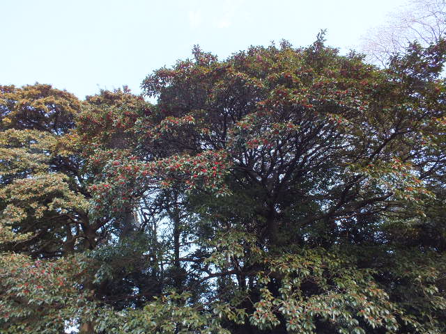 e0145782_1934243.jpg