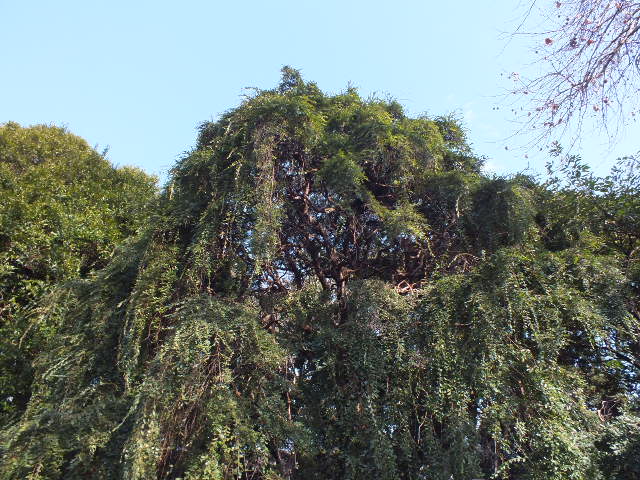 e0145782_1945742.jpg