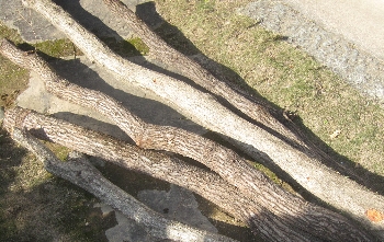 f0003283_1251438.jpg