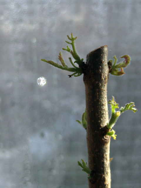 f0236201_839595.jpg