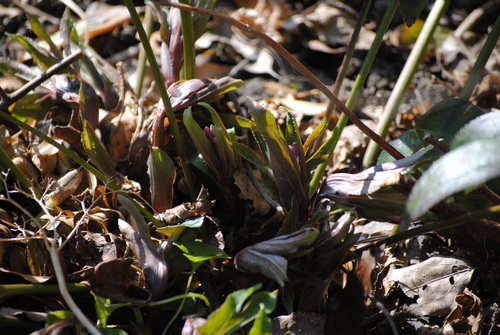 f0128316_1782070.jpg