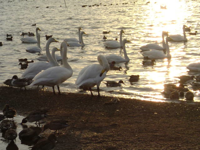 c0213619_7504743.jpg