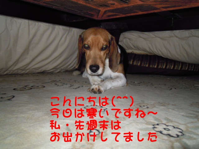 c0166622_1334649.jpg