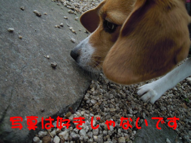 c0166622_14253816.jpg