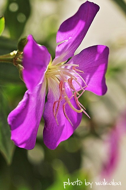 e0052135_165938.jpg