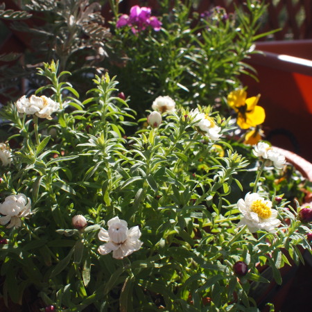 c0122670_793213.jpg