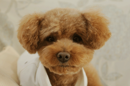 c0196673_11392774.gif