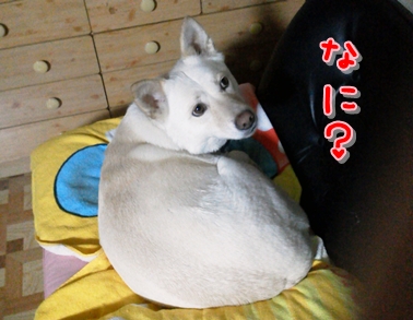 f0195543_21411181.jpg