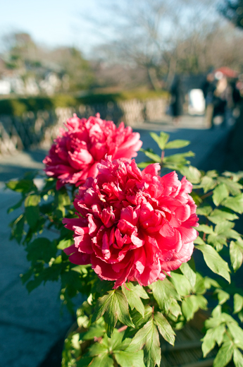 f0176458_1222239.jpg