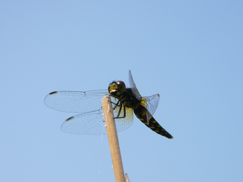 c0062511_21235121.jpg