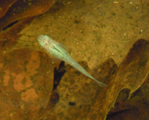 e0097534_1726662.jpg