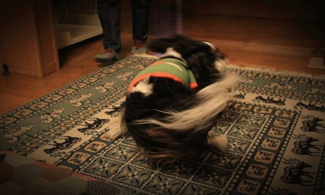 c0145250_12213342.gif