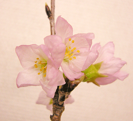 a0001354_22284242.gif