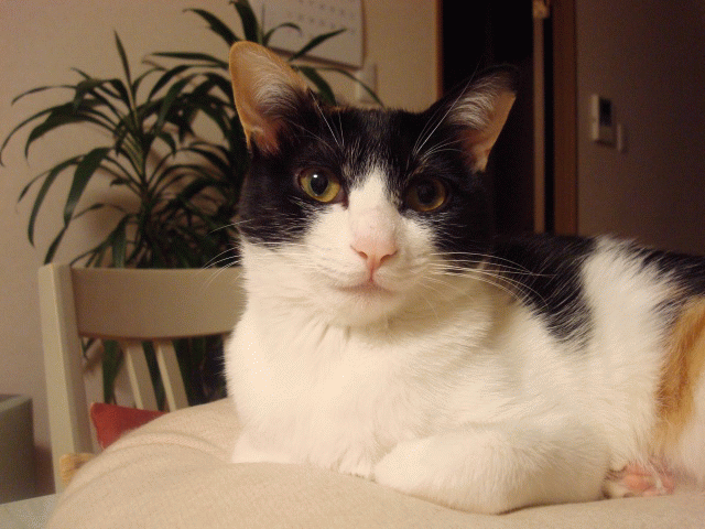 a0135577_16165990.gif