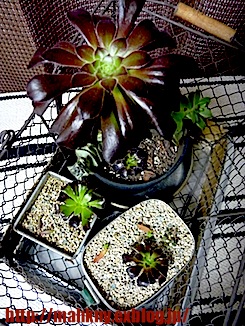 e0198587_10332868.jpg