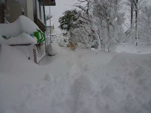 b0138430_1024031.jpg