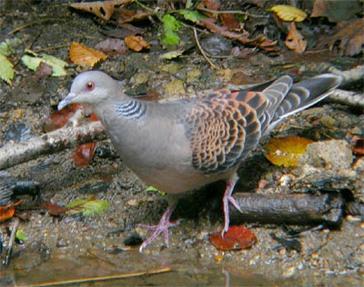 a0167338_2352798.jpg