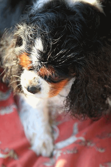 c0145250_1181151.gif